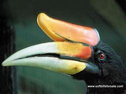 Gambar Burung Dari Kalimantan